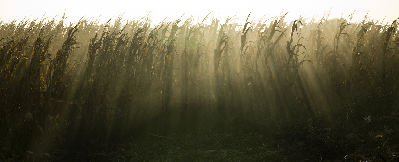 2016 Corn Harvest