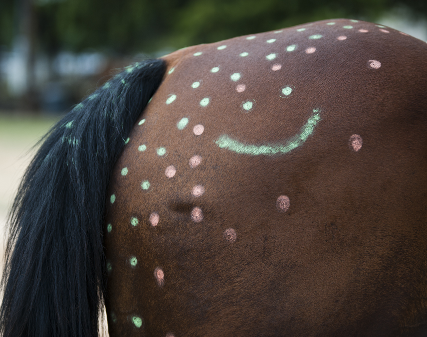 Brushy Creek Saddle Club
