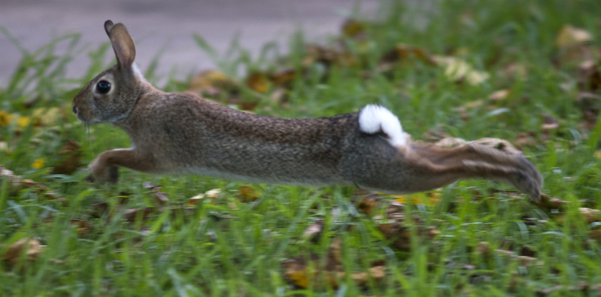 Rabbit in Yard
