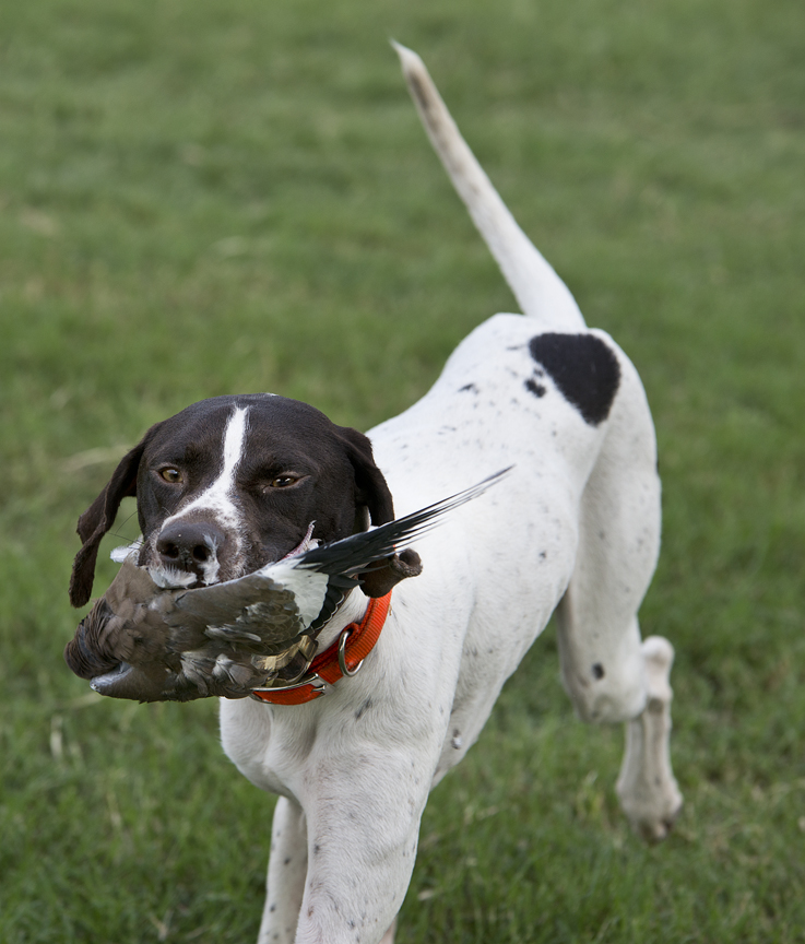 2016 Dove Hunting Season