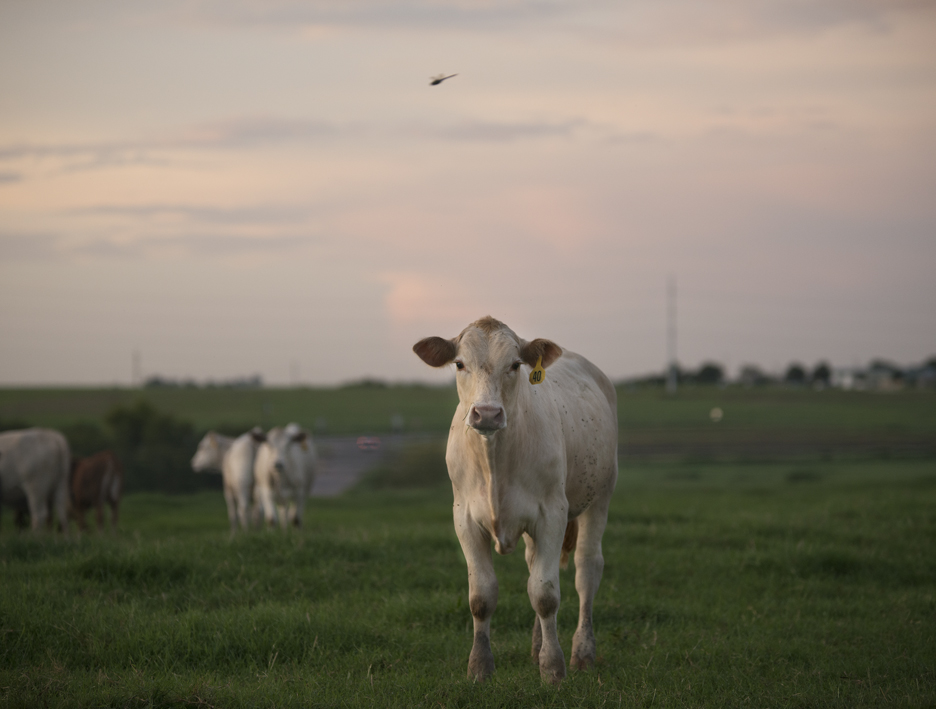 Curious cows ... and a dragonfly (look closely)