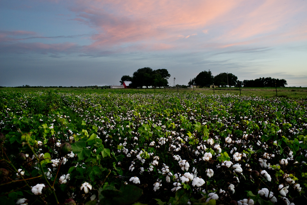 Cotton & Cows