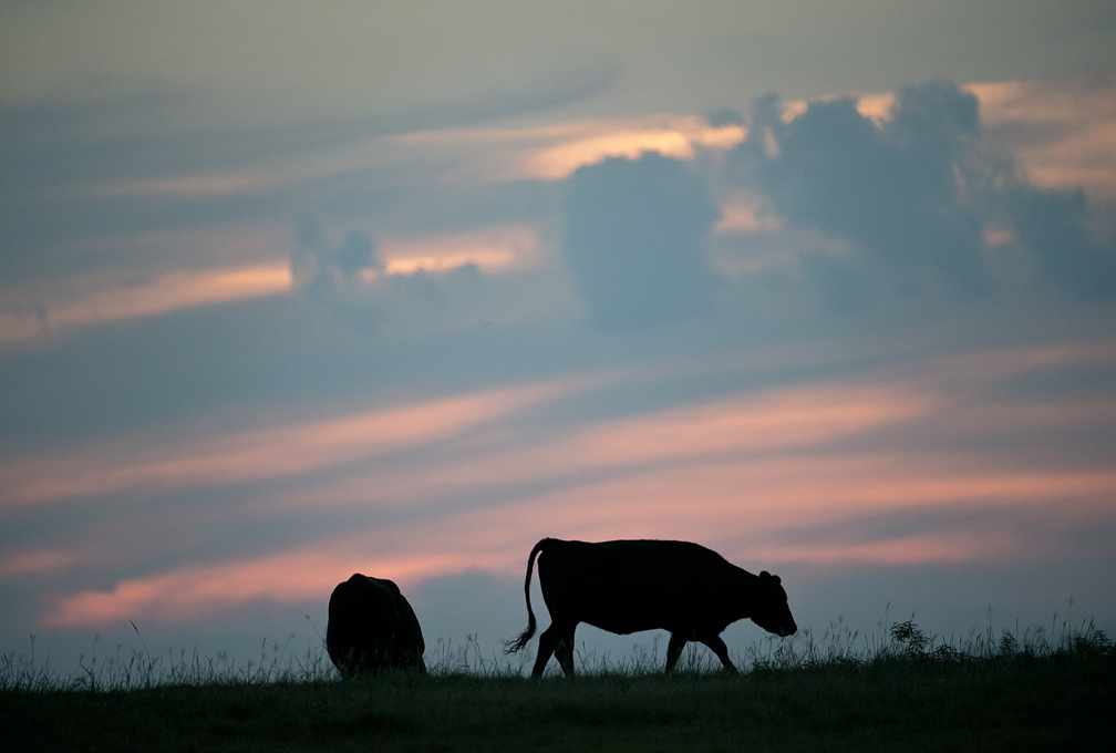 Cows at Sunset