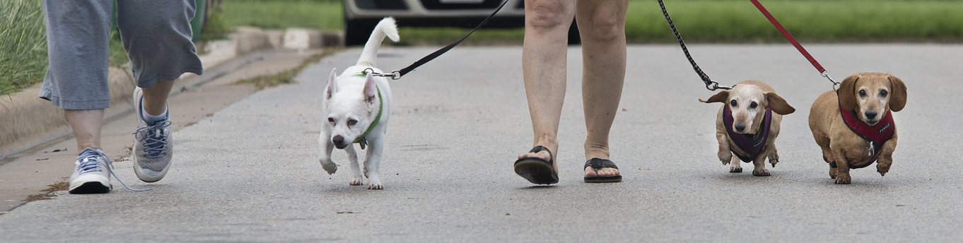 Dog Walk