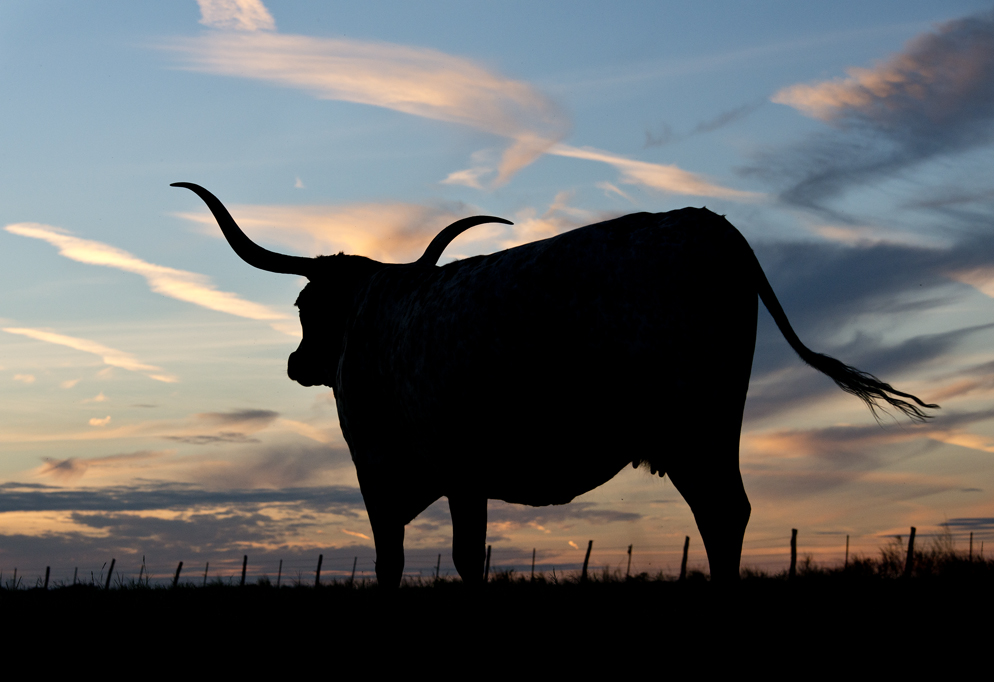 Longhorn Sunset