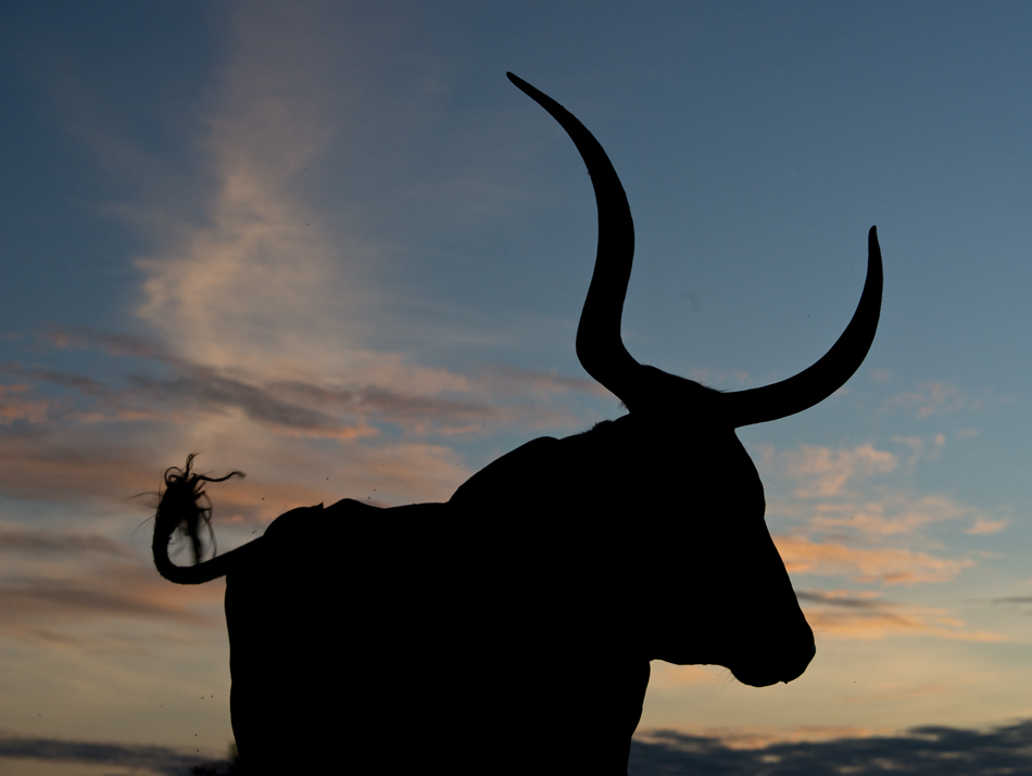 Longhorn Sunset