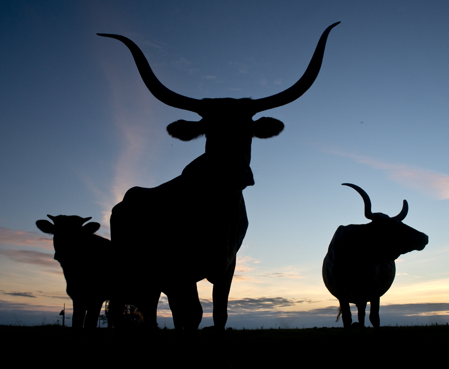 Longhorn Sunset