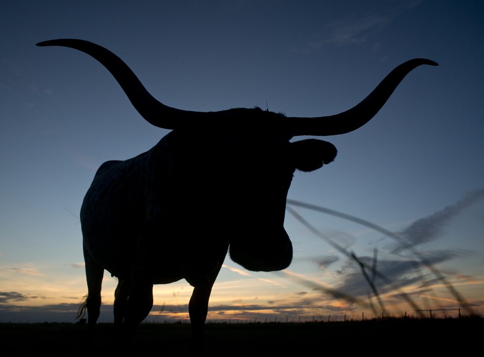 Longhorn Sunset