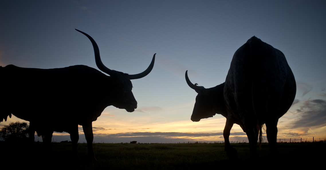Longhorn Sunset