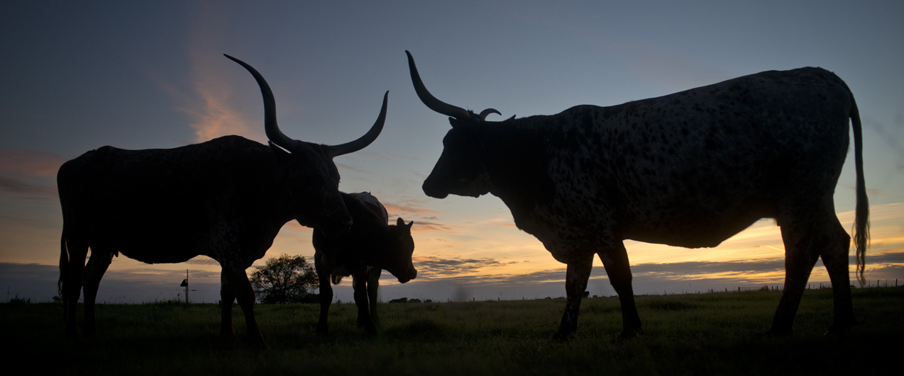 Longhorn Sunset