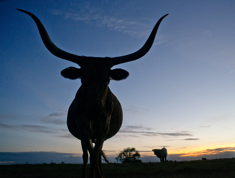 Longhorn Sunset