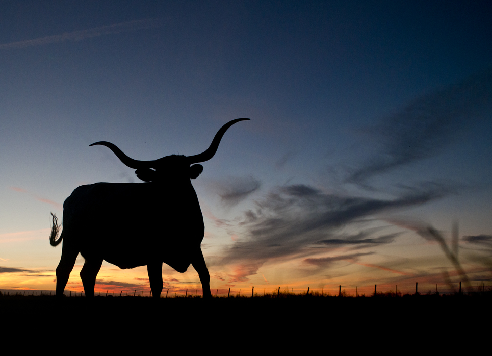 Longhorn Sunset