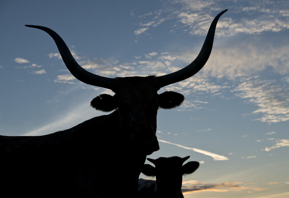 Longhorn Sunset
