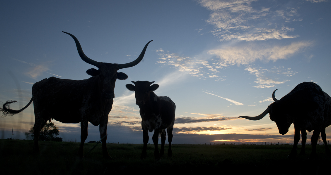 Longhorn Sunset