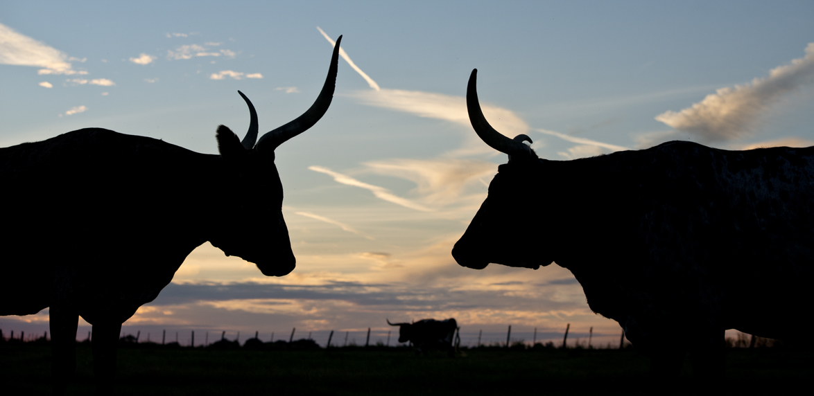 Longhorn Sunset