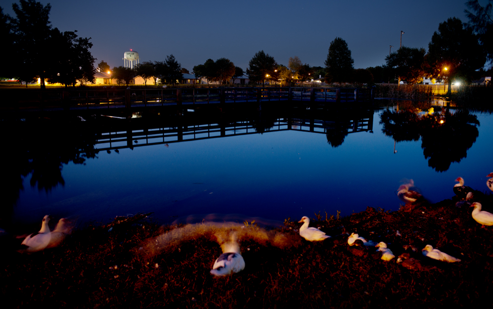 Night Ducks