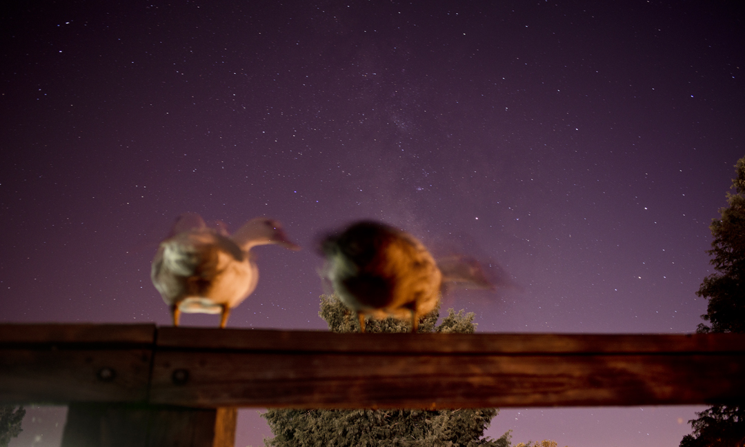 Night Ducks