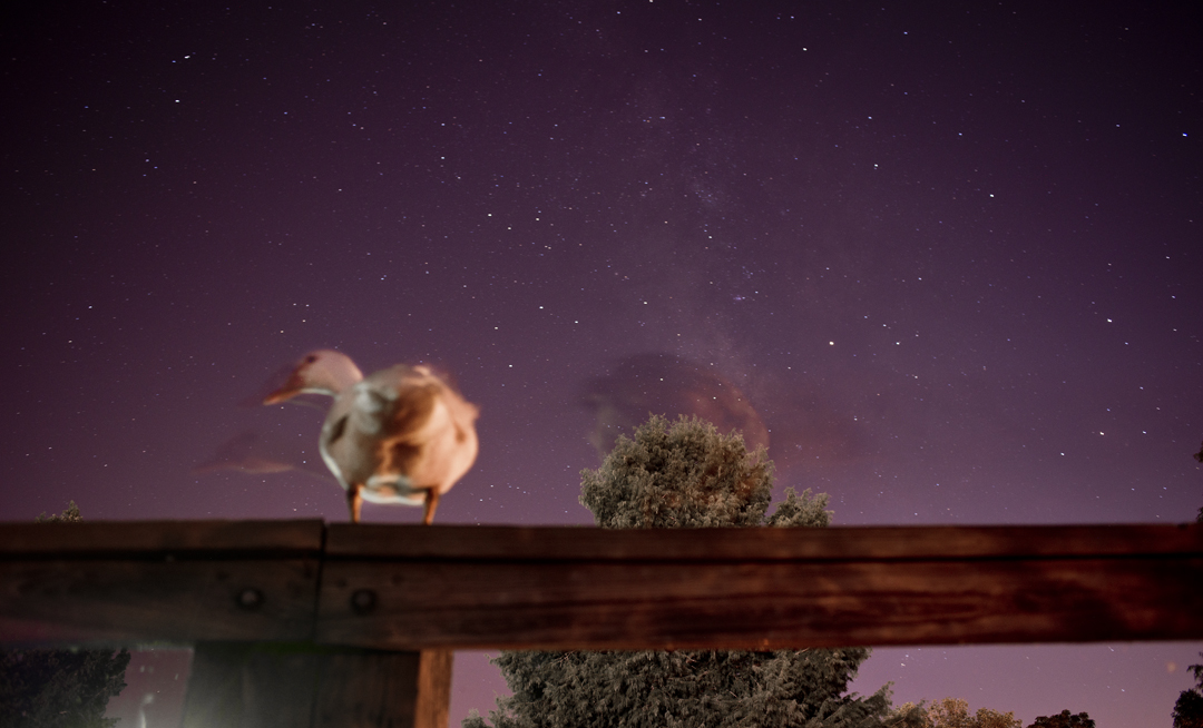 Night Ducks