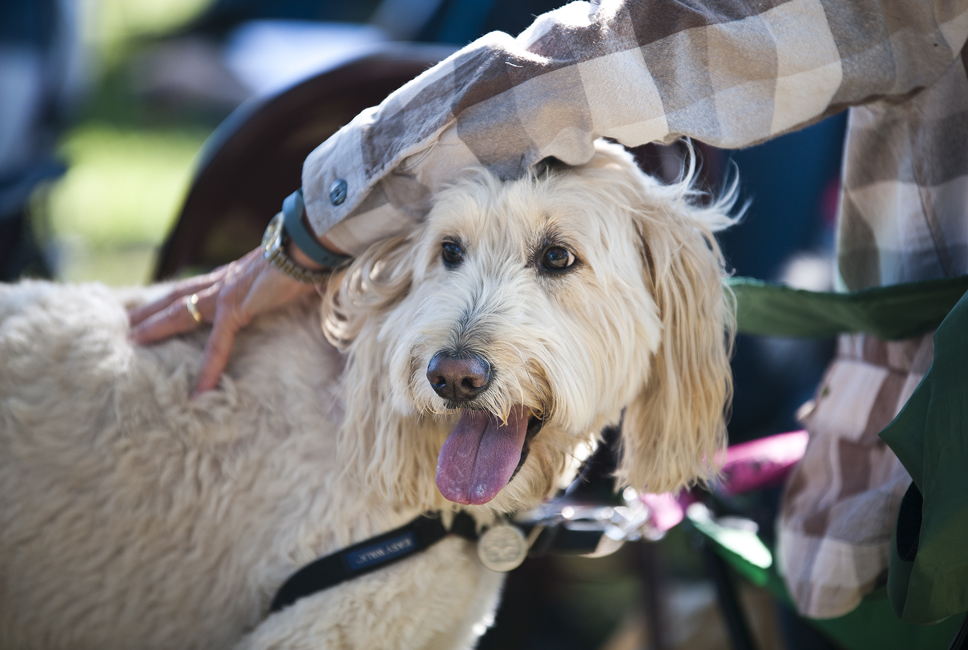 2016 Blessing of the Animals