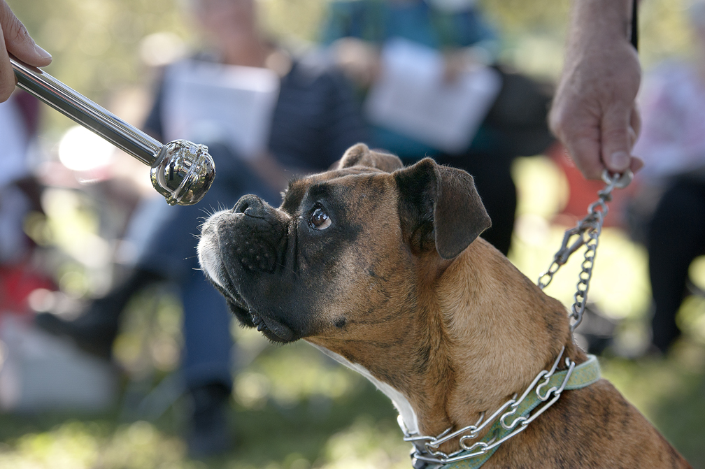 2016 Blessing of the Animals