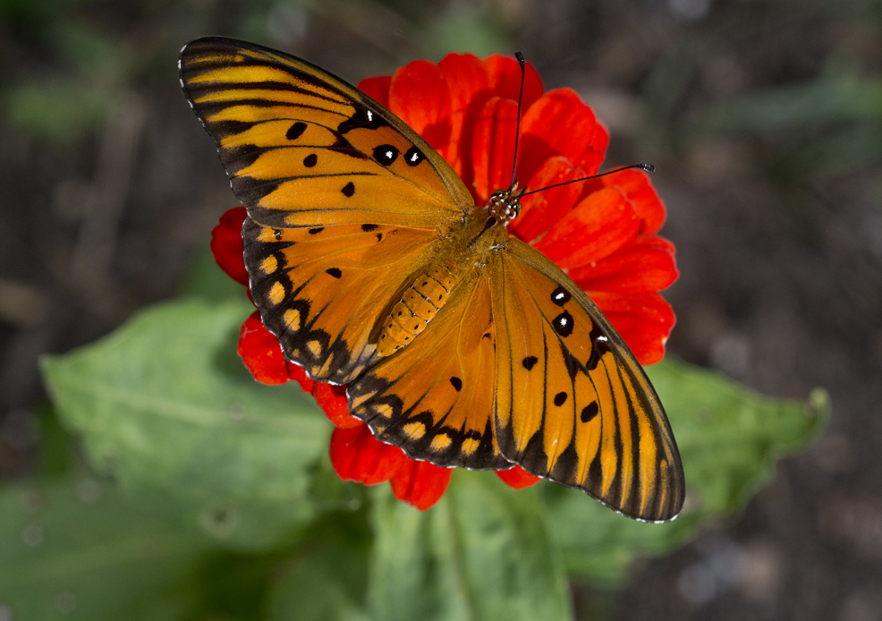 Butterflies on Flowers