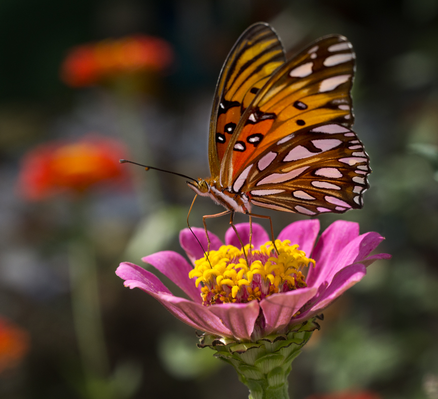 Butterflies on Flowers