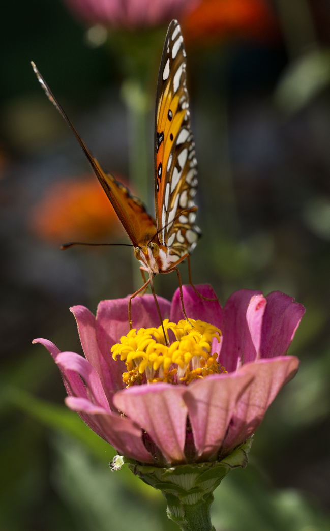 Butterflies on Flowers