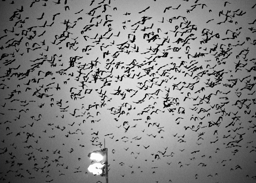Grackles Galore