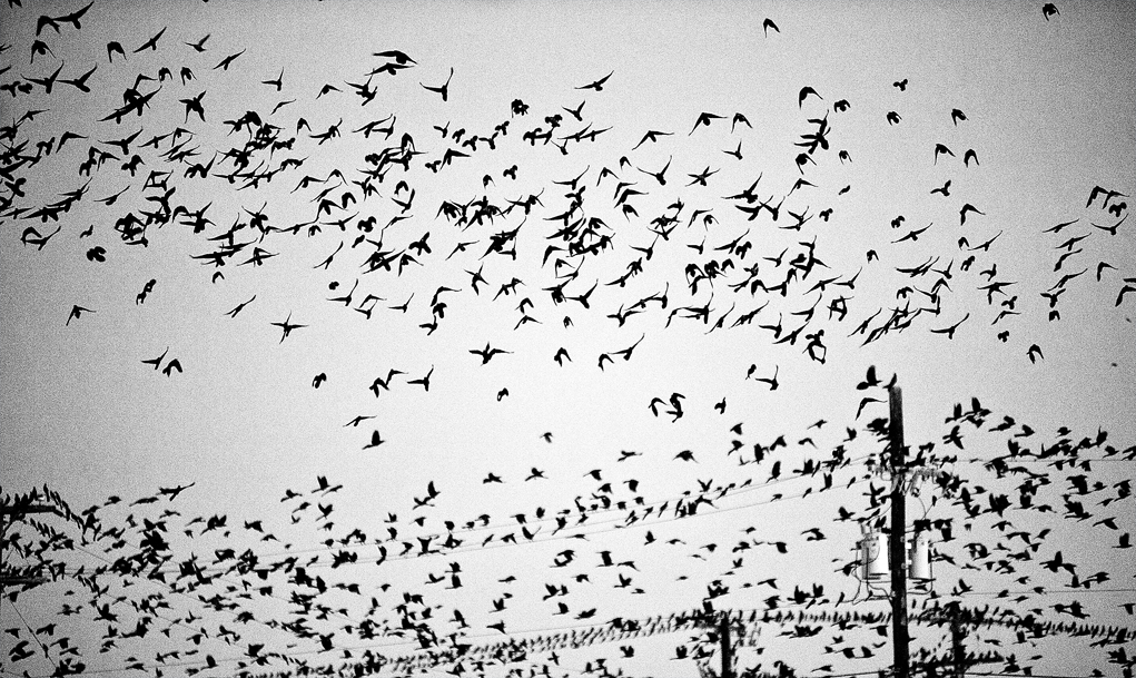 Grackles Galore