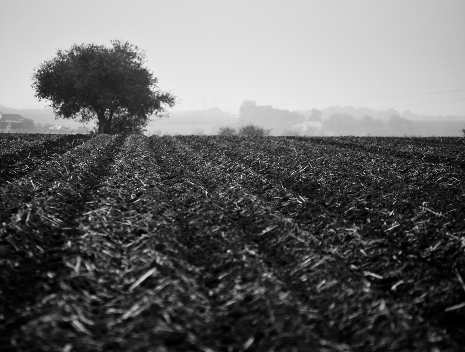 Morning Fog