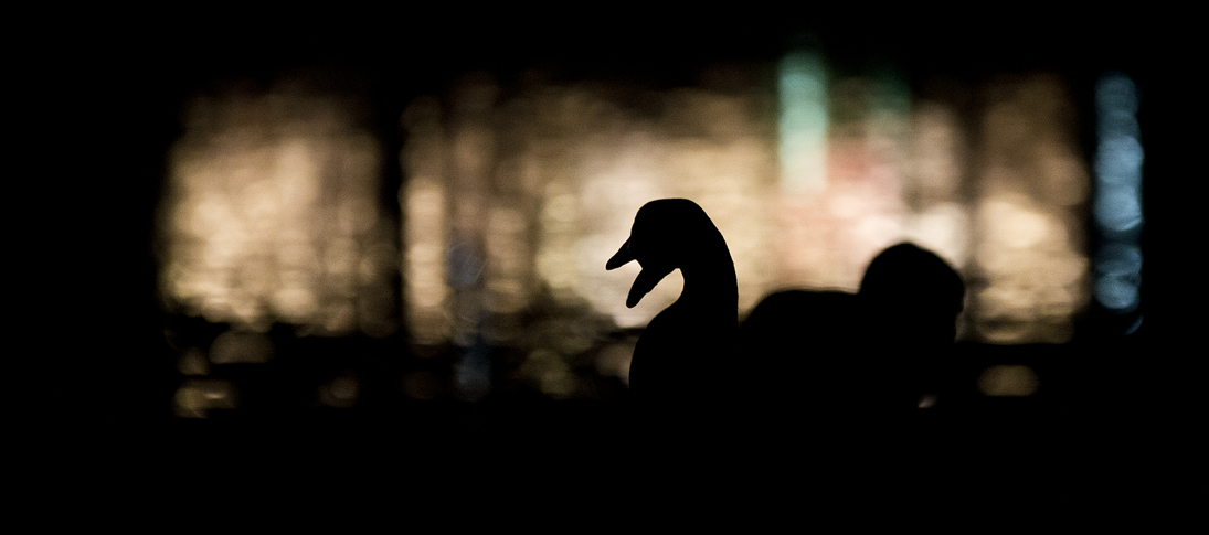 Night Geese Murphy Park