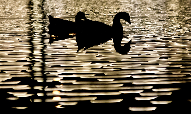 Night Geese Murphy Park