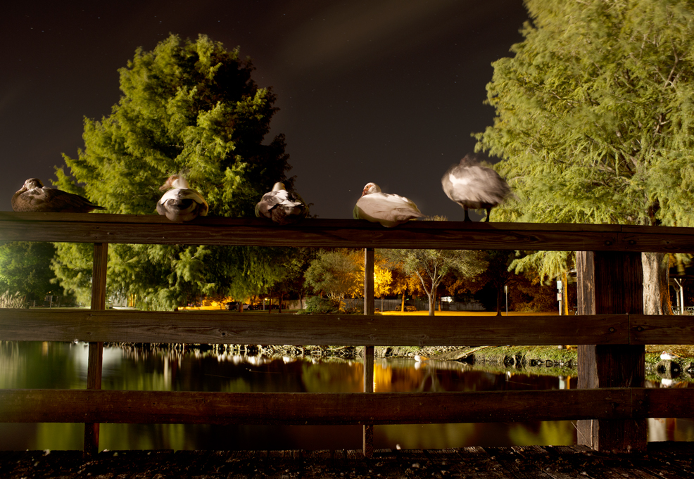 Bull Branch Park Water