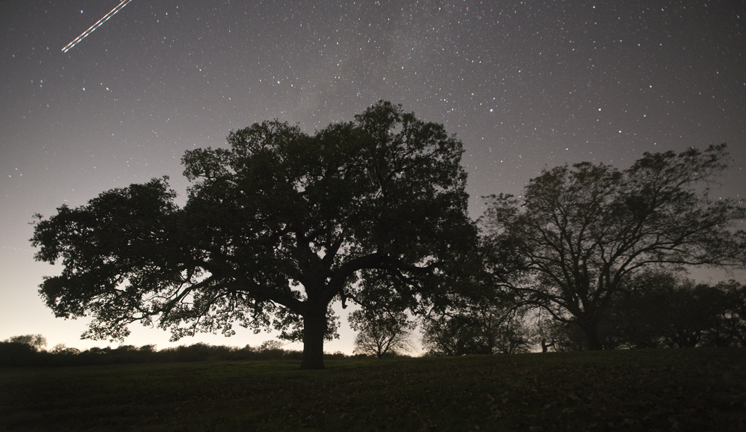 Circleville Burr Oak