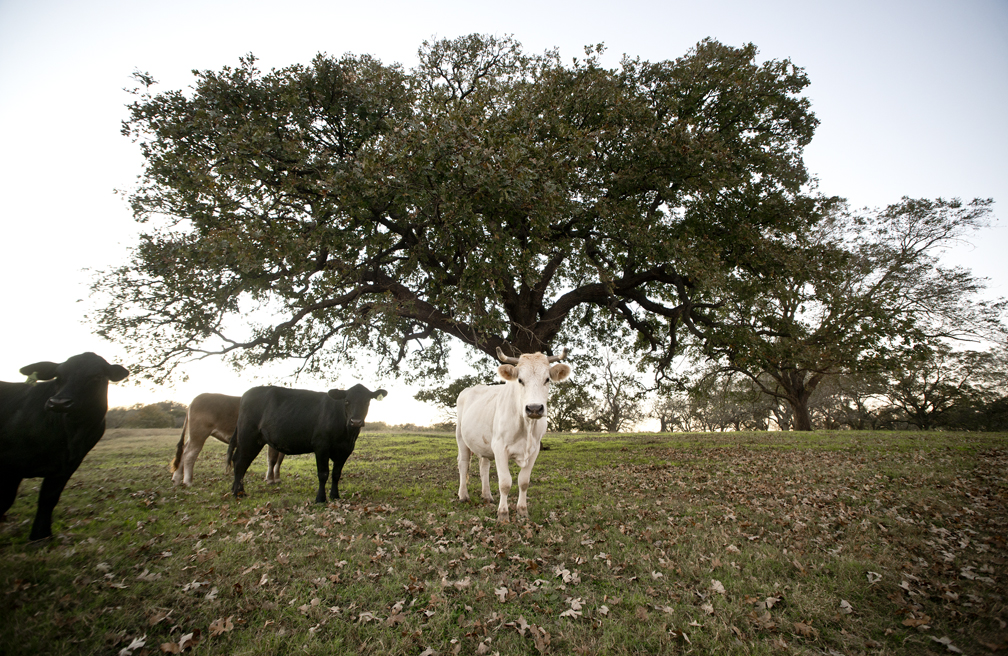 Circleville Burr Oak
