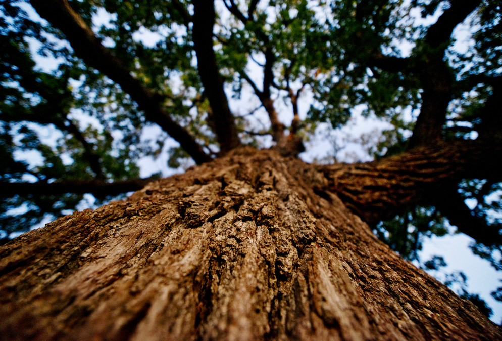 Circleville Burr Oak