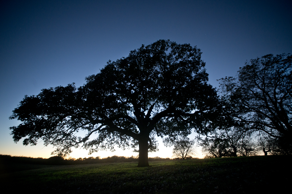 Circleville Burr Oak