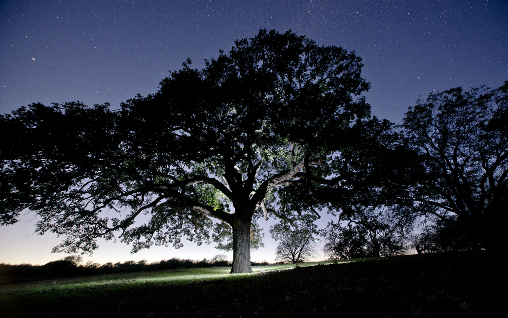 Circleville Burr Oak