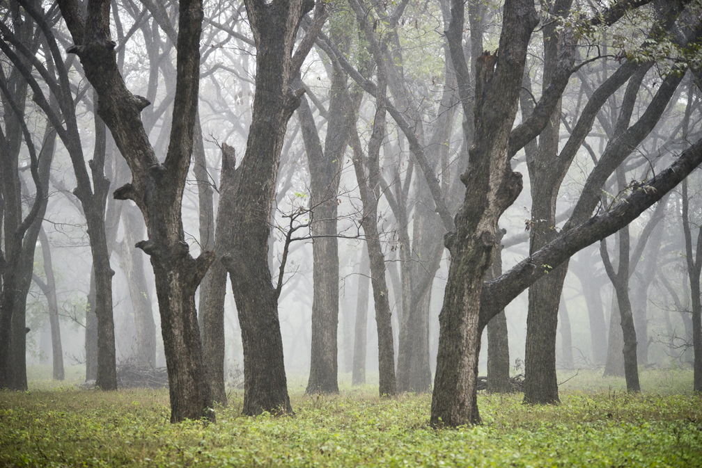 Cloudy Day Trees