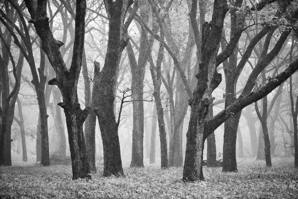 Cloudy Day Trees