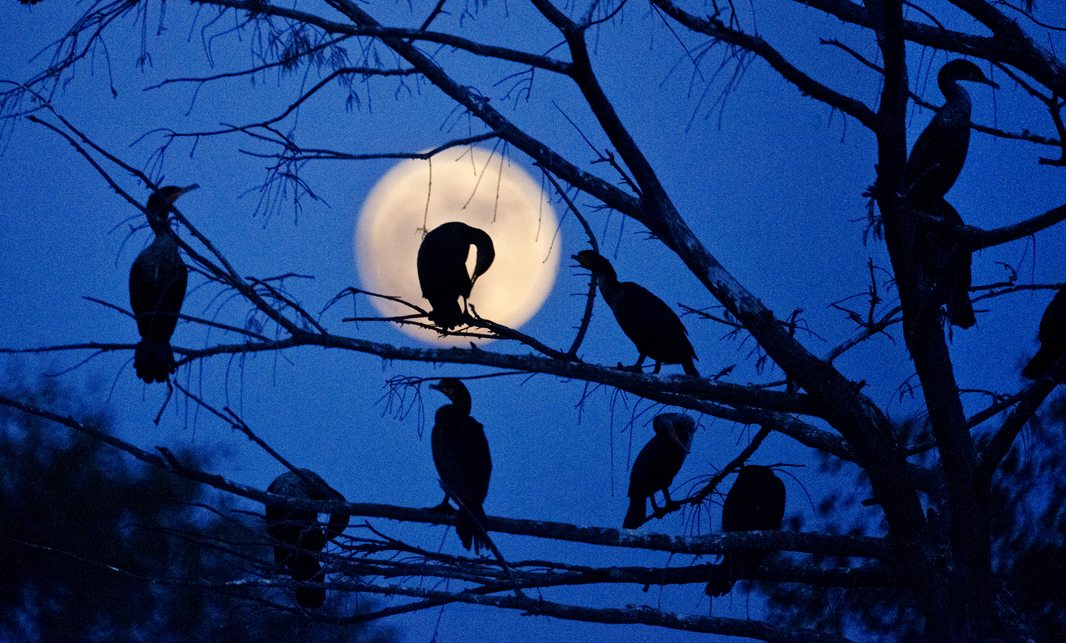 Egrets & Moon