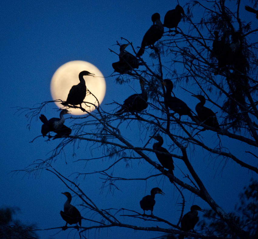 Egrets & Moon