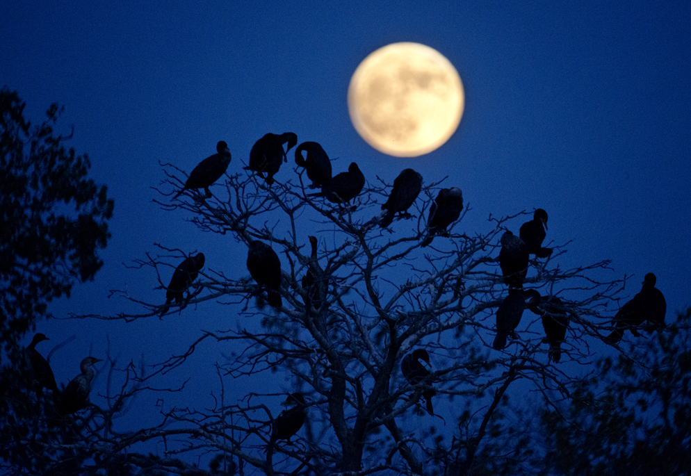 Egrets & Moon