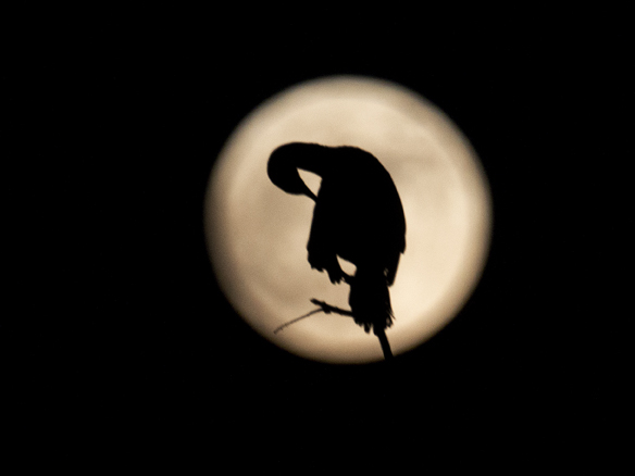 Egrets & Moon