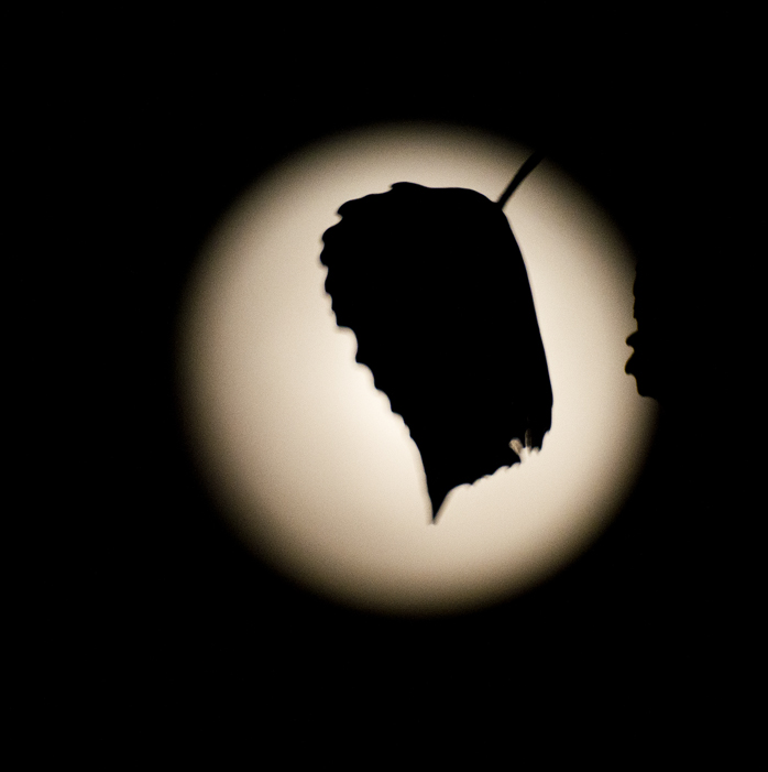 Egrets & Moon