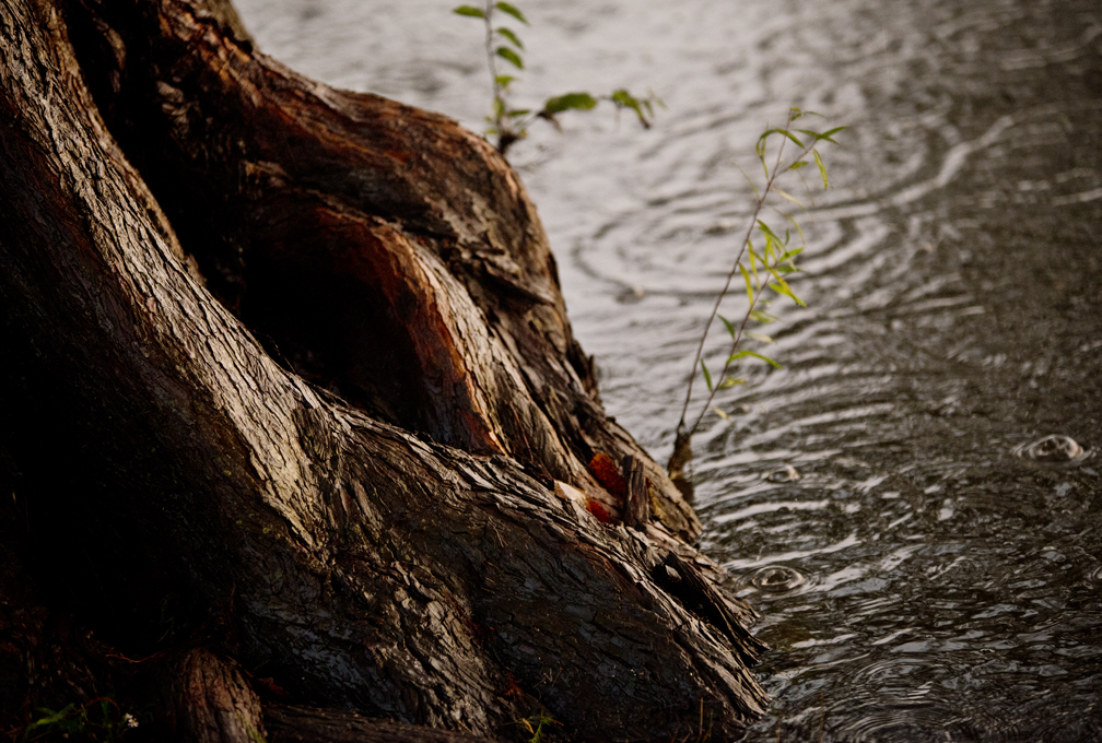 Wet Park & Bench