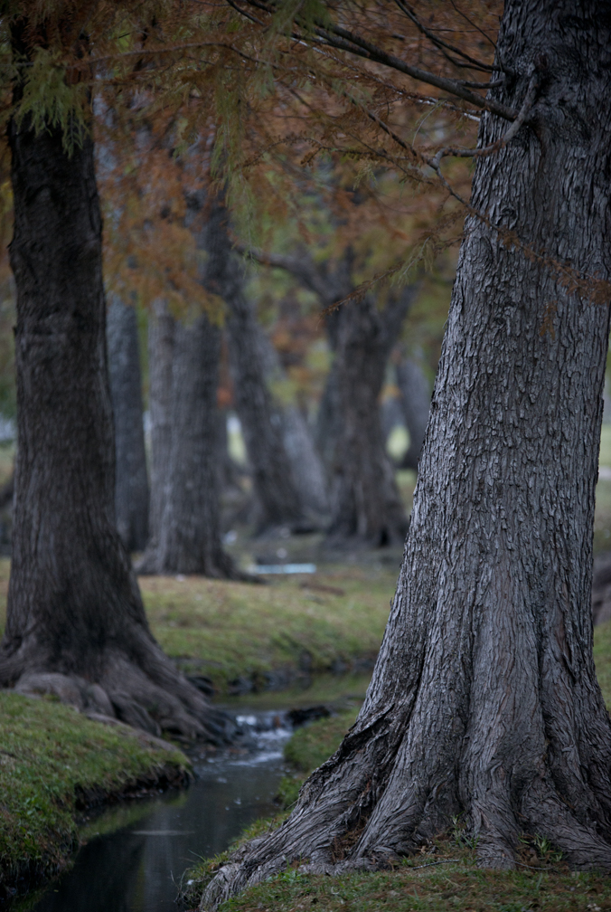 Bull Branch Cypress