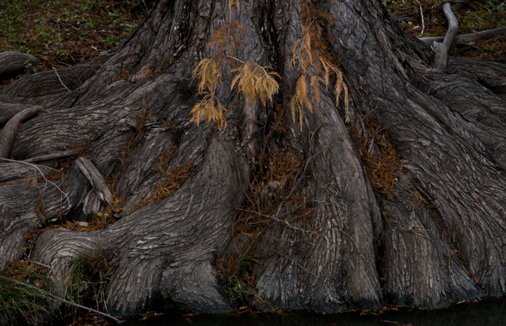 Bull Branch Cypress
